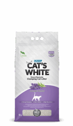 Cat's White Lavender